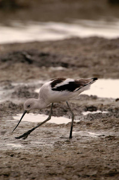 avocet_0021.jpg (46 kb) 