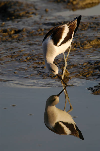 avocet_0082.jpg (53 kb) 