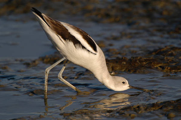 avocet_0102.jpg (54 kb) 