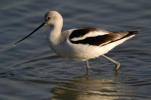 avocet_0107.jpg (45 kb) 