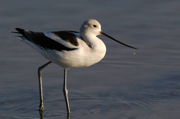 avocet_0110.jpg (32 kb) 