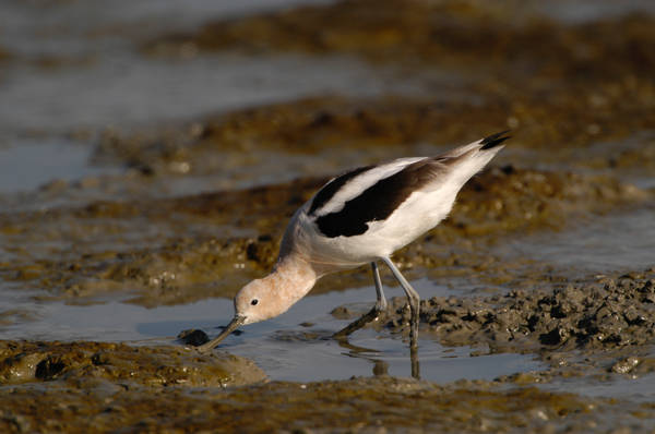 avocet_0116.jpg (53 kb) 