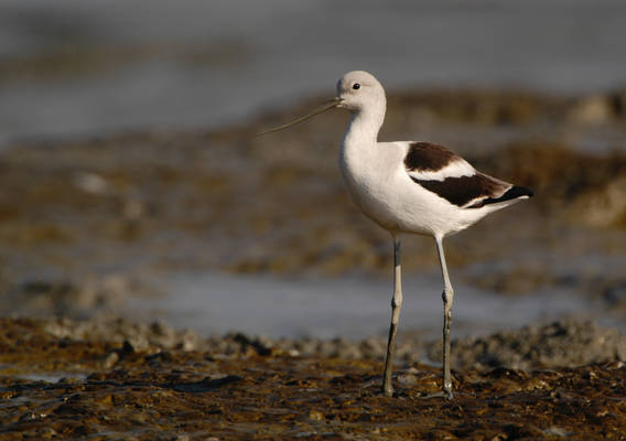 avocet_0118.jpg (42 kb) 