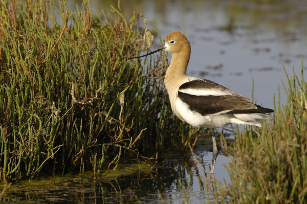 avocet_0149.jpg (102 kb) 