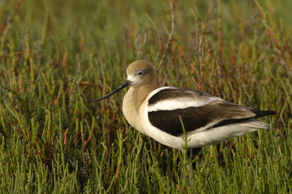 avocet_0158.jpg (88 kb) 