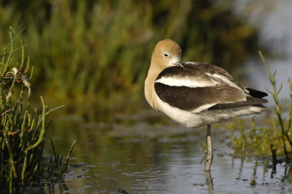 avocet_0162.jpg (64 kb) 