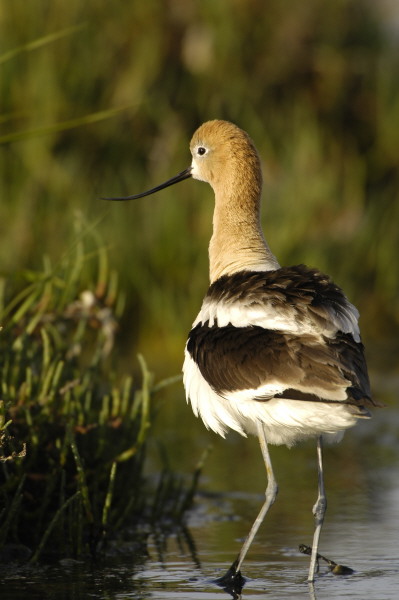 avocet_0167.jpg (59 kb) 