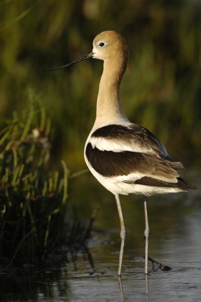 avocet_0168.jpg (53 kb) 