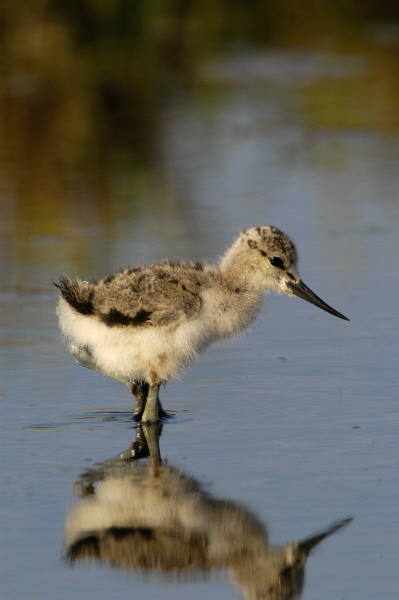 bbavocet_0002.jpg (45 kb) 