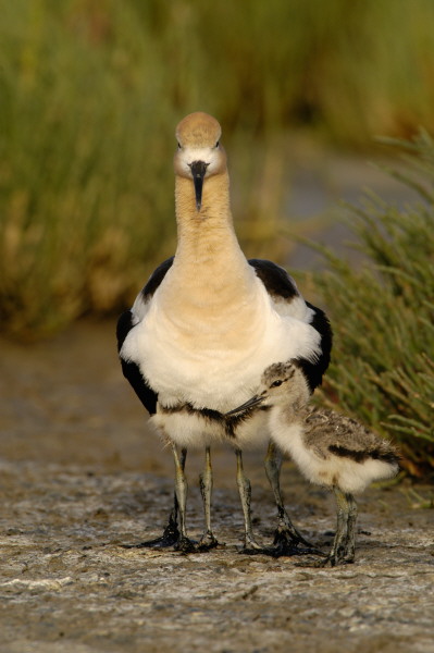 bbavocet_0025.jpg (63 kb) 