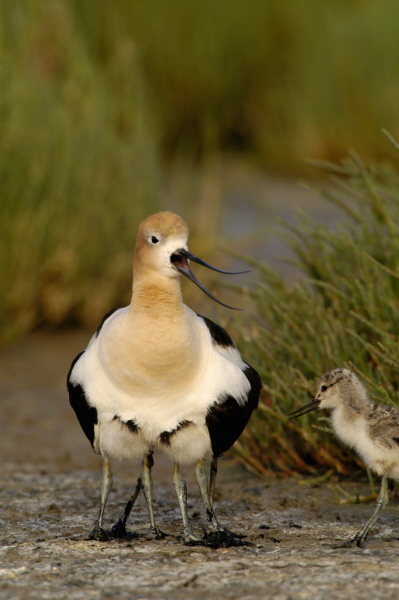 bbavocet_0028.jpg (59 kb) 