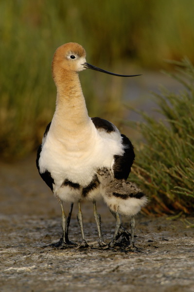 bbavocet_0038.jpg (61 kb) 