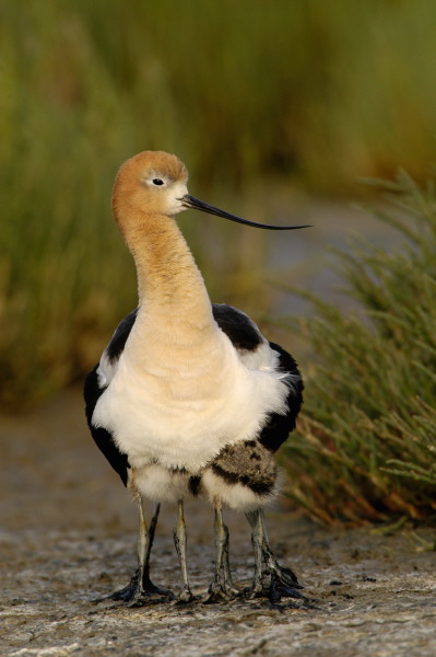 bbavocet_0045.jpg (59 kb) 