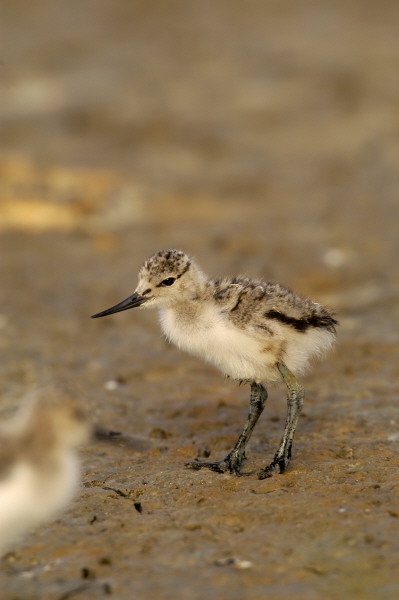 bbavocet_0053.jpg (47 kb) 