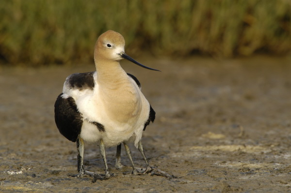 bbavocet_0071.jpg (55 kb) 