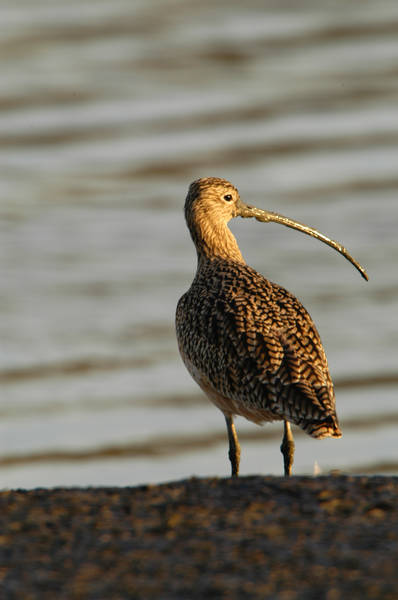 lbcurlew_0002.jpg (44 kb) 