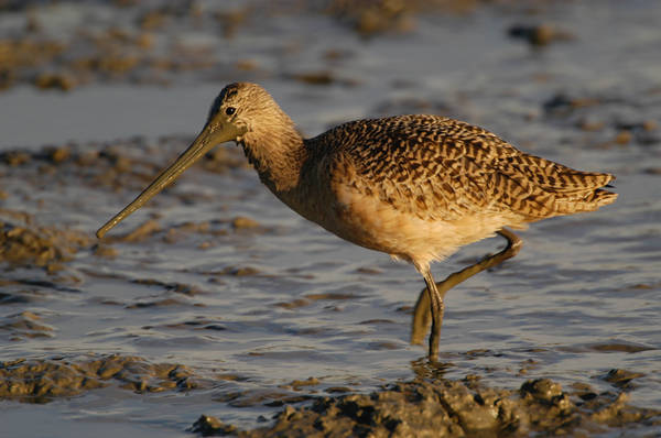 mgodwit_0003.jpg (63 kb) 